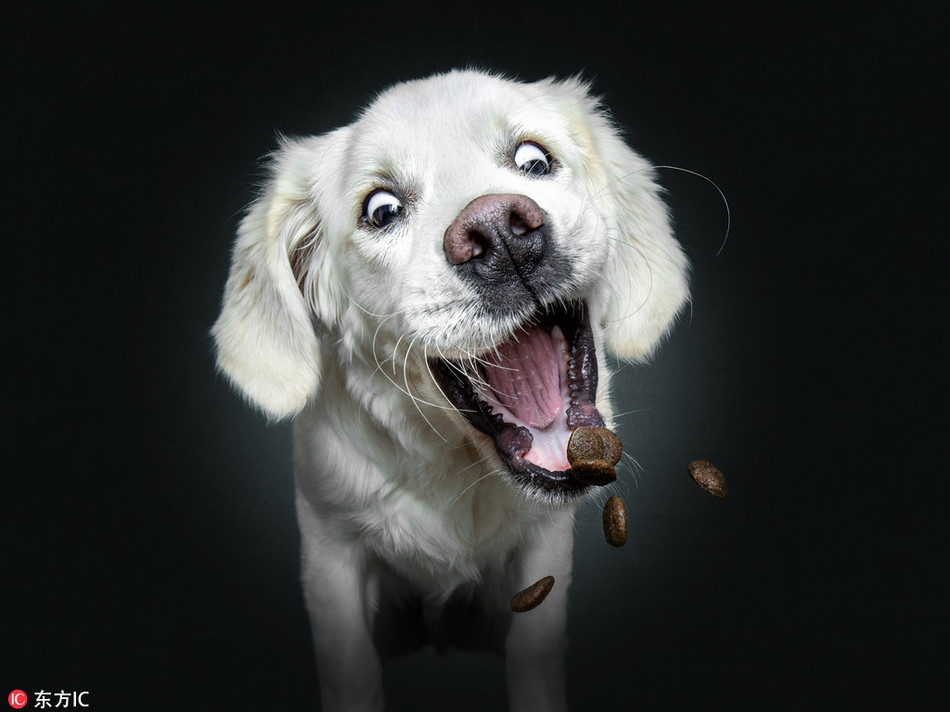 Theo nhiếp ảnh gia, những con chó cưng đáng yêu này cố gắng hết sức để bắt được thức ăn mà chúng thích. Biểu cảm của chúng thay đổi từ vui mừng đến ngạc nhiên, rồi lại từ ngạc nhiên đến nghi ngờ, vô cùng đặc sắc.