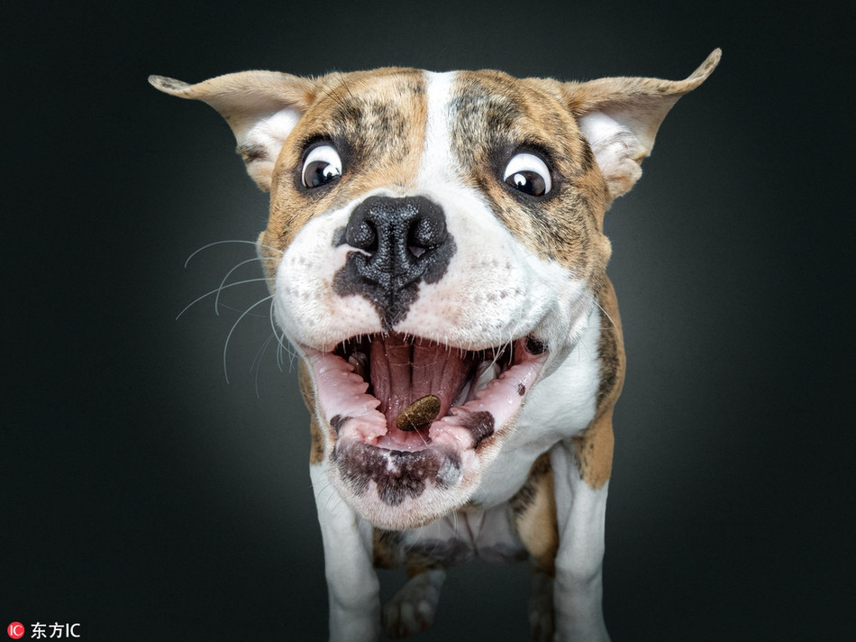 Đón được thức ăn rơi trúng miệng, chú chó này mừng rỡ ra mặt. Ánh mắt của chú ta hiện rõ niềm vui sướng pha lẫn tự hào.