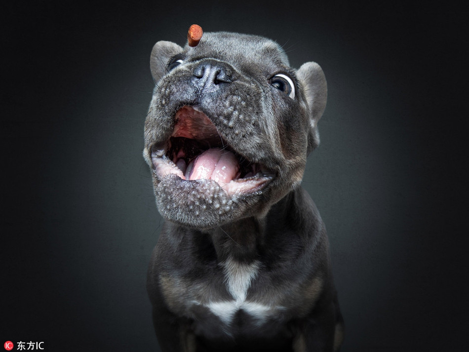 Hình ảnh chú chó con với vẻ mặt háo hức khi được cho ăn loại thức ăn mà mình yêu thích khiến nhiều người "tan chảy" vì quá dễ thương.