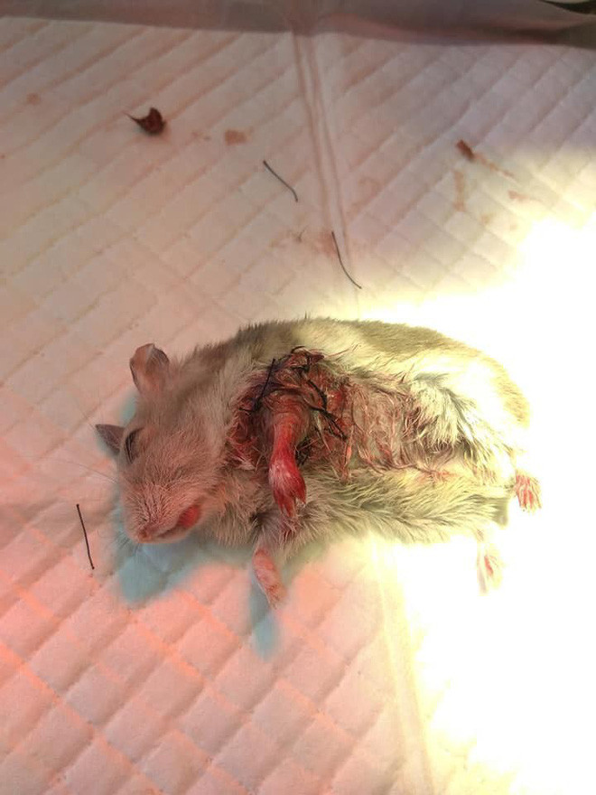 Xuc dong 2 co be lop 7 om chu chuot bi thuong toi phong kham