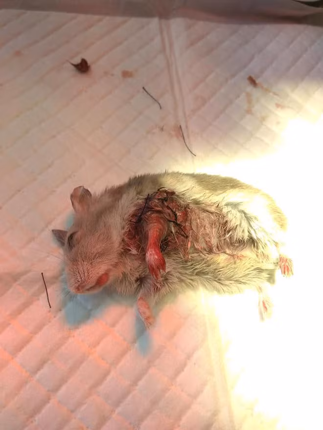 Xuc dong 2 co be lop 7 om chu chuot bi thuong toi phong kham