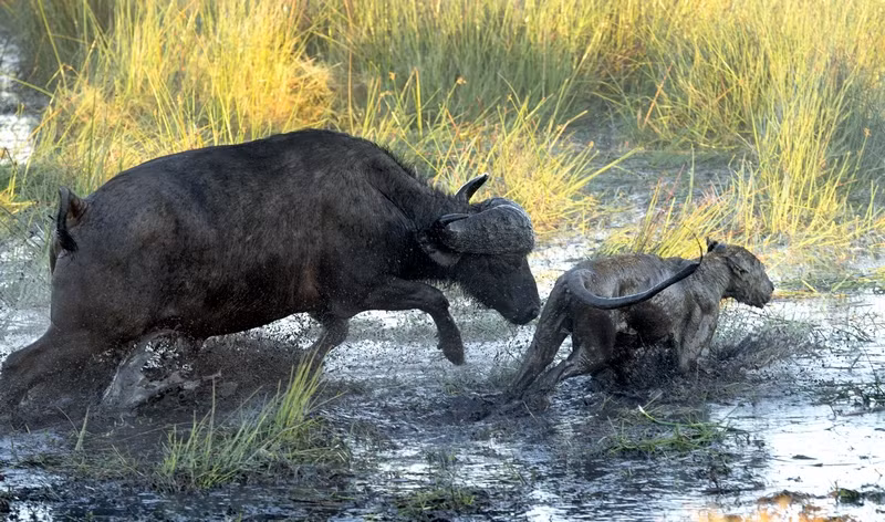Xem trau rung xa mang cuu con khoi su tu hung du-Hinh-4