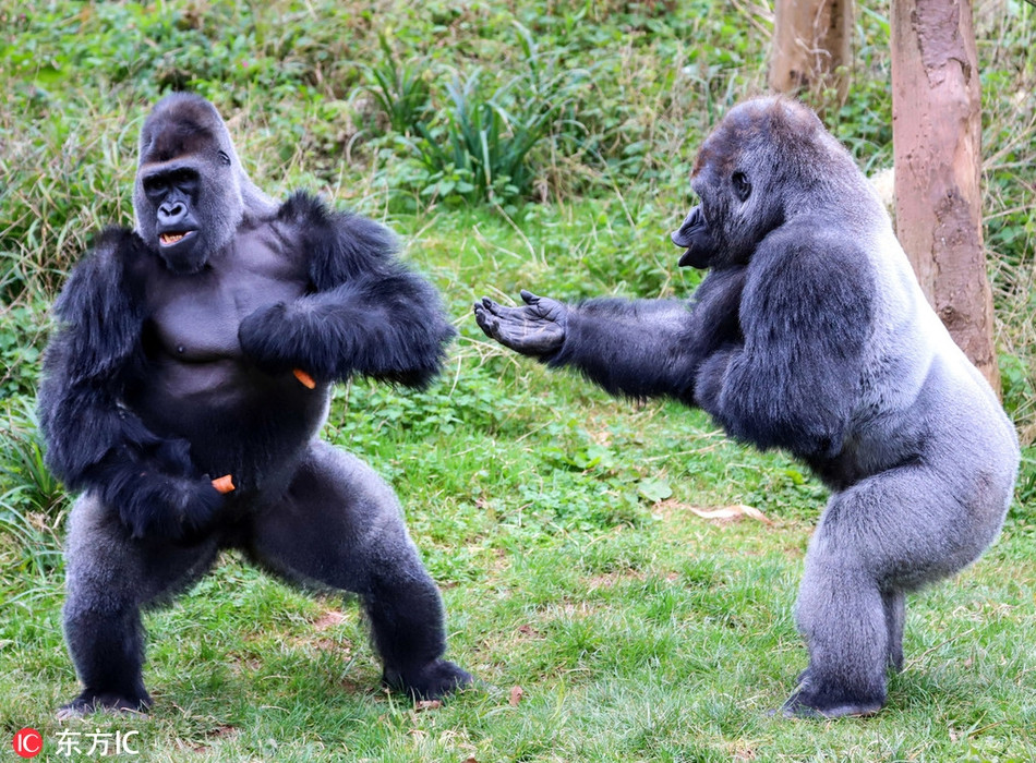 Khỉ đột mạnh nhất đàn hậm hực vì vòi ăn thứ này Khi dot manh nhat dan ham huc vi voi an thu nay