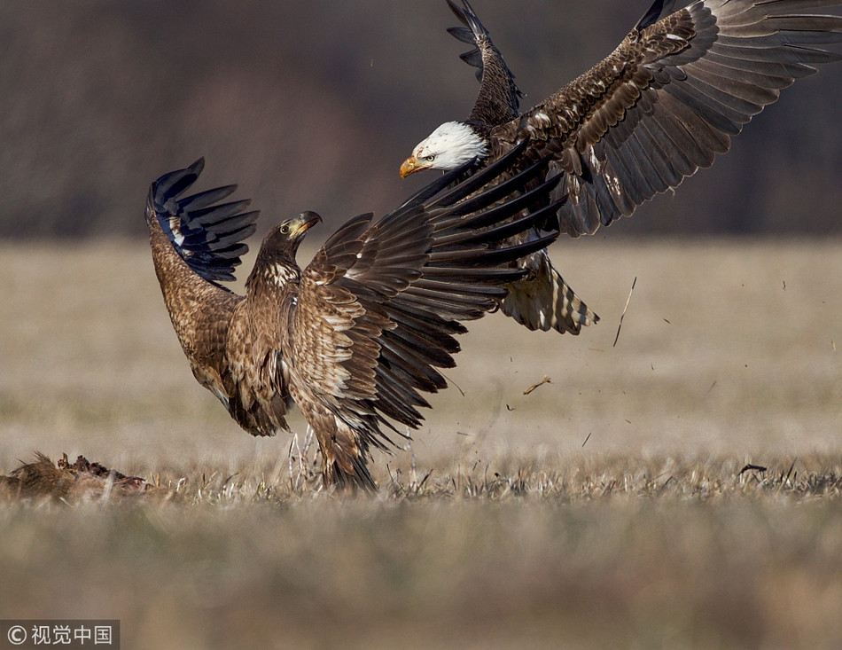 Kich chien dai bang hoi tranh cuop xac huou-Hinh-2