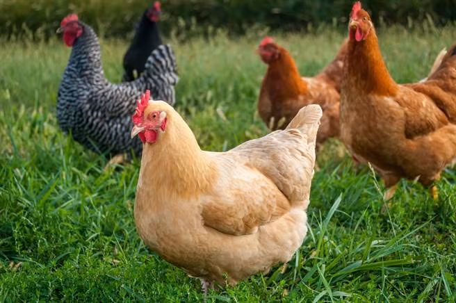 Nguoc doi cao bi ga quay mo chet va bai hoc...