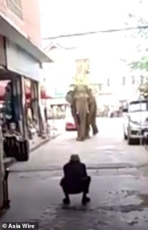 Trong một số hình ảnh có thể thấy, nó đi dạo qua các cửa hàng trên đường phố nhưng sẽ dẫm nát, đập bẹp bất cứ thứ gì được coi là chướng ngại vật trên đường.