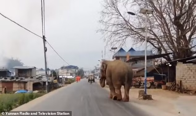 Theo thống kê, có 9 phương tiện giao thông và nhiều ngôi nhà bị con voi đực phá hỏng. Không có tổn thương về người.