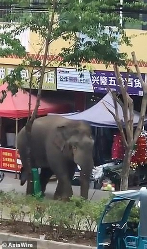 Theo thông tin đăng tải, sự việc xảy ra ở đường phố thuộc châu Tây Song Bản Nạp, Vân Nam. Các quan chức lâm nghiệp tỉnh Vân Nam cho biết, con voi đực bị đuổi khỏi đàn sau khi nó không thể tìm kiếm một con voi cái để quan hệ trong mùa động dục.