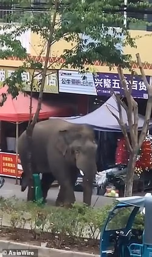 Theo thông tin đăng tải, sự việc xảy ra ở đường phố thuộc châu Tây Song Bản Nạp, Vân Nam. Các quan chức lâm nghiệp tỉnh Vân Nam cho biết, con voi đực bị đuổi khỏi đàn sau khi nó không thể tìm kiếm một con voi cái để quan hệ trong mùa động dục.