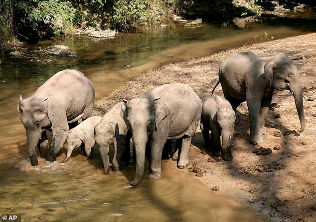 Được biết, con voi đực giận dữ này thuộc loài voi châu Á. Tại Trung Quốc, đây là loài động vật được bảo vệ hạng nhất cấp quốc gia. Có khoảng 300 con voi sống ở Tây Song Bản Nạp, tỉnh Vân Nam.