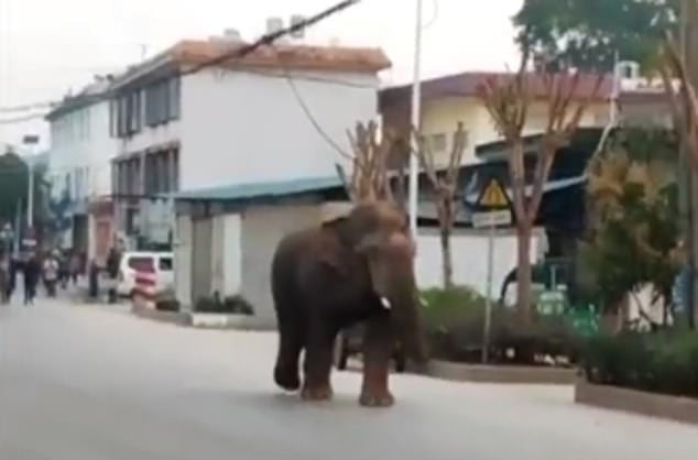 Cuối cùng, phải mất hơn hơn nửa tiếng đồng hồ, 20 cán bộ lâm nghiệp, lính cứu hỏa và cảnh sát mới dụ được con voi khổng lồ đi ra khỏi đường phố và quay trở lại rừng.