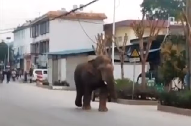 Cuối cùng, phải mất hơn hơn nửa tiếng đồng hồ, 20 cán bộ lâm nghiệp, lính cứu hỏa và cảnh sát mới dụ được con voi khổng lồ đi ra khỏi đường phố và quay trở lại rừng.