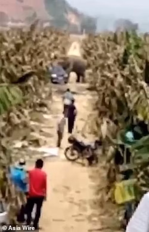 Những người dân chứng kiến màn trút giận hận tình của con voi đực khổng lồ cho biết, con voi sẽ đập nát và phá hỏng tất cả những gì ngáng đường nó.