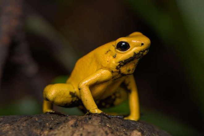 Ếch phi tiêu độc là một trong những loài động vật có màu sắc đẹp nhất thế giới. Chúng có màu vàng, xanh dương, xanh lá và đỏ. Dù đẹp, nhưng chúng lại cực kỳ độc. Chỉ riêng một con ếch phi tiêu vàng như trong hình, là có đủ nọc độc để giết 10 người trưởng thành. Chất độc có tên gọi batrachotoxin có thể gây liệt và tử vong chỉ với một lượng cực kỳ ít.