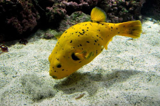 Cá nóc có vẻ ngoài kì dị. Tất cả các chủng loại cá nóc đều chứa tetrodotoxin, một loại chất độc thần kinh. Tetrodotoxin độc gấp 1.200 lần so với cyanide (xi-a-nua) và hiện tại vẫn chưa có thuốc giải. Loài cá này có thể ăn được, nhưng chỉ khi do các đầu bếp được cấp bằng chế biến.