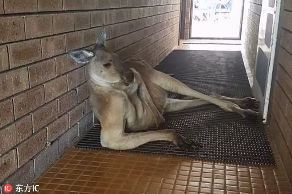 Trong ảnh là con kangaroo tạo dáng trên hành lang phòng vệ sinh công cộng. Một nữ du khách đến tham quan khu bảo tồn động vật hoang dã ở Australia đã ghi lại được cảnh tượng thú vị này. Trông con kangaroo thản nhiên và bình tĩnh đến mức hệt như nó muốn "thả thính" con người.