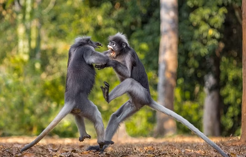 Vọoc đen "đấu" với đồng loại không thua võ sư Thiếu Lâm - Hình 3 Vooc den