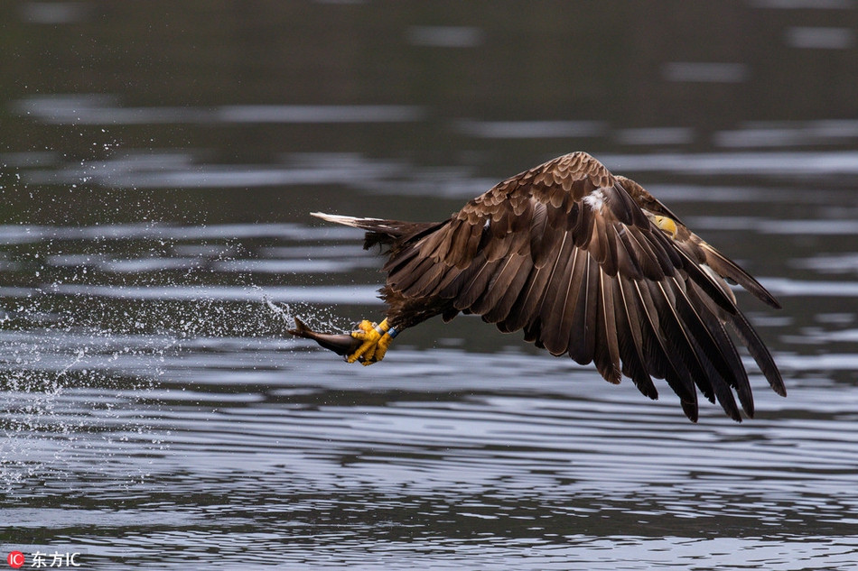 Than phuc khoanh khac san moi chop nhoang cua chim ung-Hinh-3