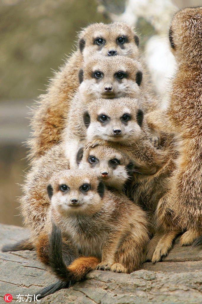 Gia đình cầy market là minh chứng rõ nhất cho câu nói "con nhà tông không giống lông cũng giống cánh", khuôn mặt của cả gia đình cầy market ánh lên nét láu lỉnh, ranh mãnh cực kỳ giống nhau.