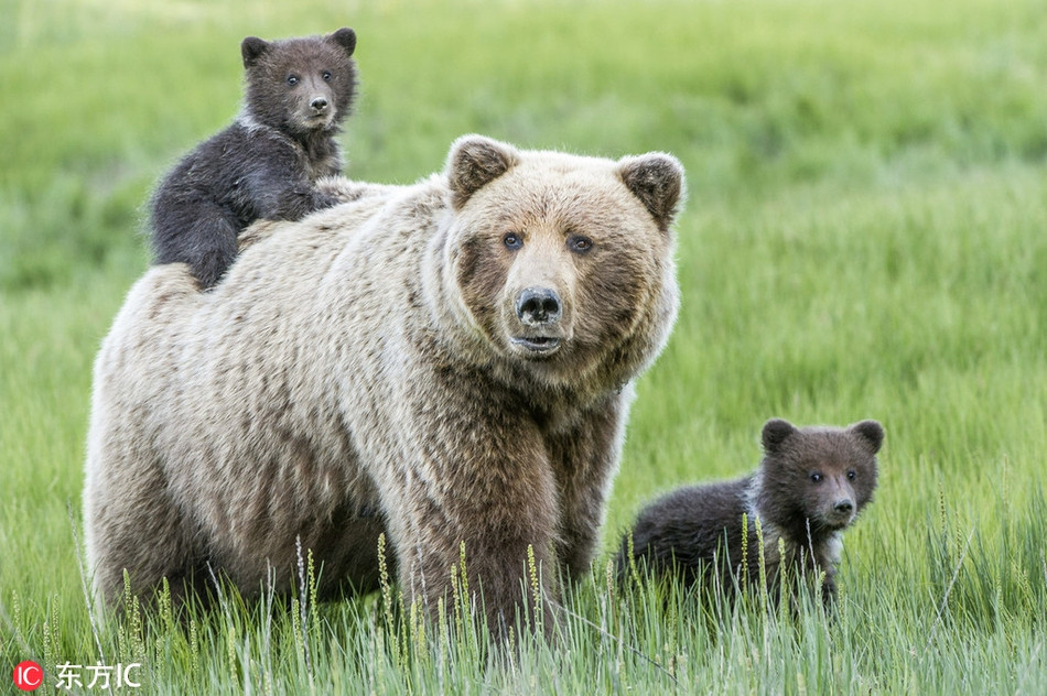 Mẹ con gấu nâu hoang dã trong khi nghỉ ngơi, thư giãn đã có được bức ảnh gia đình ấn tượng và hút mắt.