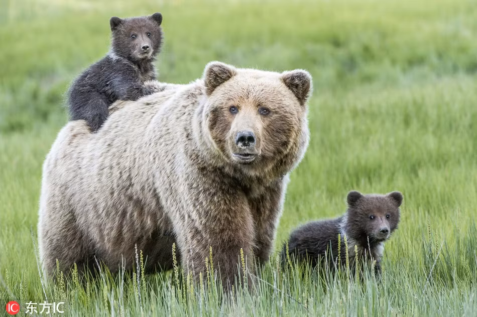 Mẹ con gấu nâu hoang dã trong khi nghỉ ngơi, thư giãn đã có được bức ảnh gia đình ấn tượng và hút mắt.