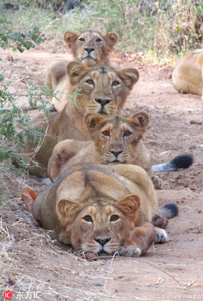 Gia đình sư tử không hổ là mãnh thú họ mèo lớn đẹp chuẩn mực, ngay cả chụp ảnh gia đình cũng rất có thần thái.