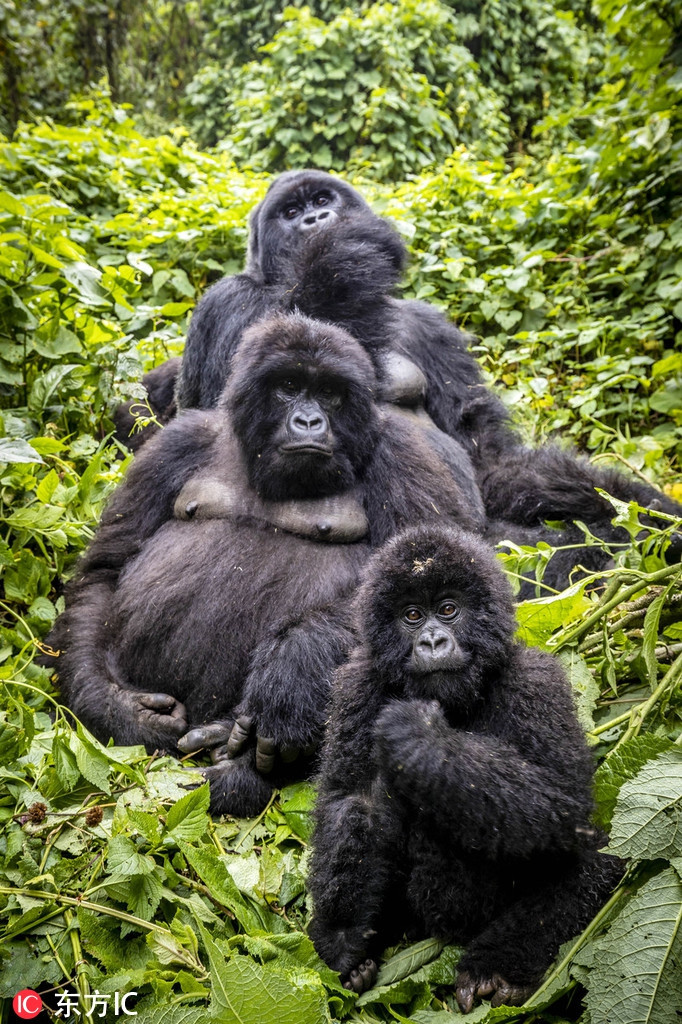 Trong ảnh là gia đình động vật khỉ đột núi ở công viên quốc gia Congo, chúng xếp hàng chỉnh tề, nhìn thẳng vào máy ảnh, giúp nhiếp ảnh gia động vật hoang dã ghi được khoảnh khắc ấn tượng.