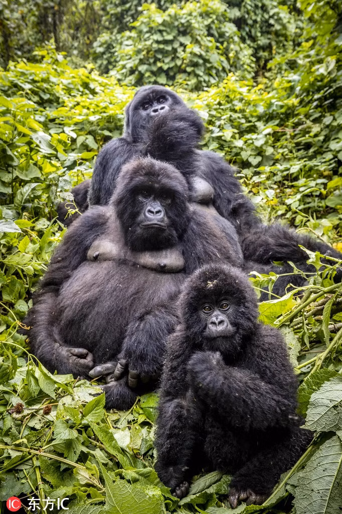 Trong ảnh là gia đình động vật khỉ đột núi ở công viên quốc gia Congo, chúng xếp hàng chỉnh tề, nhìn thẳng vào máy ảnh, giúp nhiếp ảnh gia động vật hoang dã ghi được khoảnh khắc ấn tượng.
