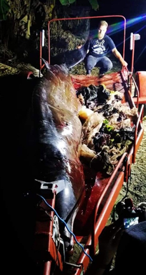 Ca voi non ra mau va su that kinh hoang-Hinh-4