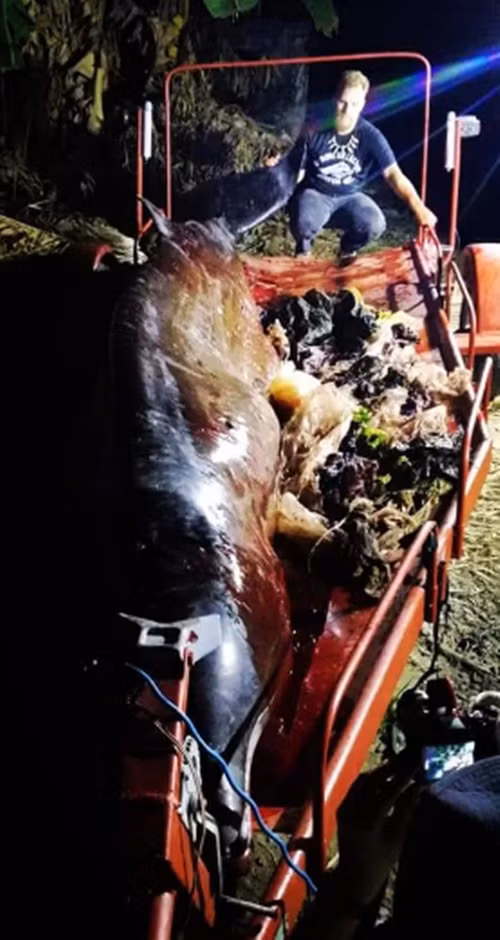 Ca voi non ra mau va su that kinh hoang-Hinh-4