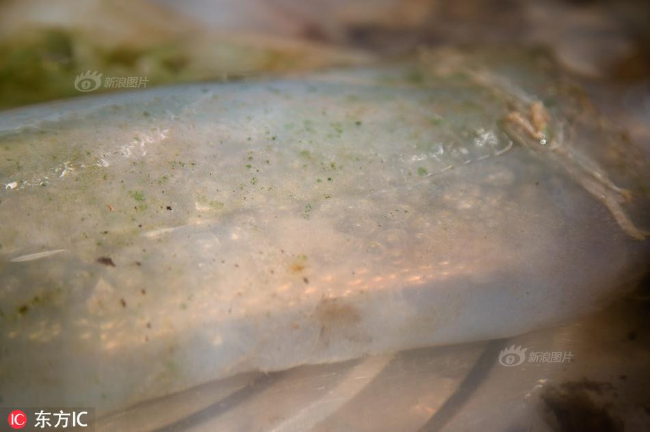 Theo tìm hiểu, "thiên nhiên thái tuế" hay "thịt cỏ linh chỉ" thực ra là một khối vật thể chứa các loại vi khuẩn, chất nhờn, nấm... Kết cấu không phải do một tế bào cấu thành mà là do vi khuẩn, dính khuẩn, chân khuẩn 3 loại tạo thành một thể.