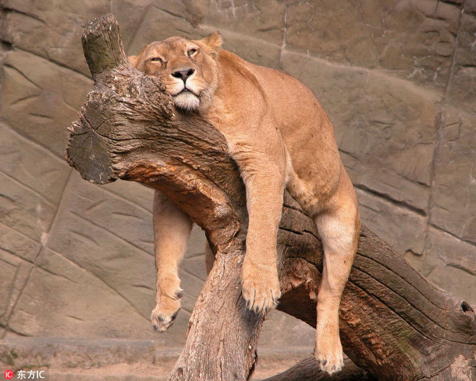 Trời vừa ấm lên, con sư tử cái này đã lộ rõ bản tính mèo lười, loài động vật không buồn động chân động tay làm gì, chỉ có nhu cầu nằm lỳ trên cây sưởi nắng, lim dim ngủ.