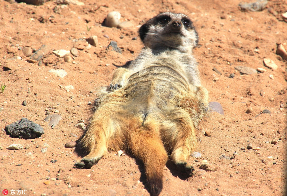 Tương tự như những động vật họ mèo, con chồn này cũng rất biết hưởng thụ không khí, tiết trời dễ chịu của mùa xuân.