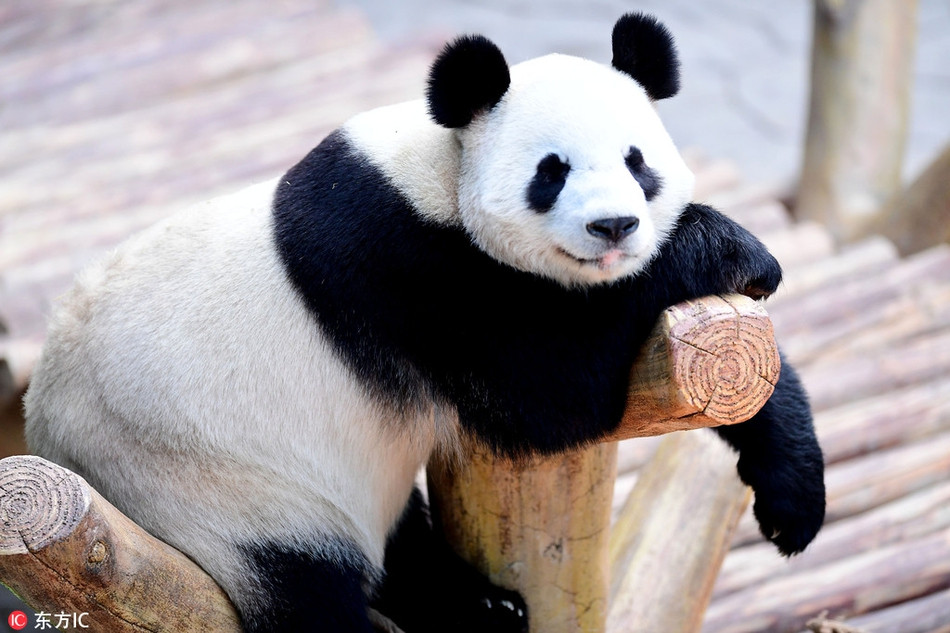 Ngại ngần vì cả ngày chỉ ăn và ngủ, gấu trúc có vẻ mặt ngượng ngùng khi nhiếp ảnh gia ghi lại khoảnh khắc nó nằm phơi nắng trong khu vực của mình.