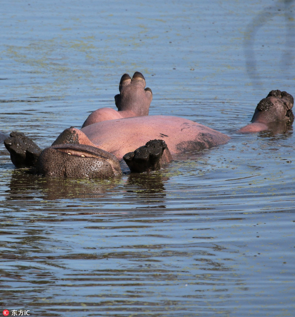 Hà mã khổng lồ thậm chí thích thú đến mực phơi bụng ngâm mình dưới nước để tận hưởng mùa xuân tươi đẹp.