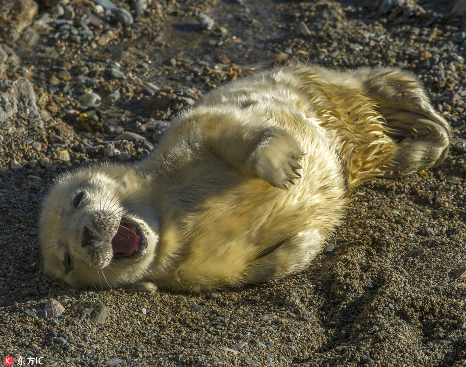 Hải cẩu con cười tít mắt khi bị nhiếp ảnh gia bắt gặp đang nằm ườn phơi nắng trên bãi biển. Khuôn mặt của nó ánh lên niềm vui khó gì sánh bằng.