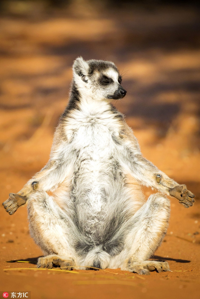 Không có thời tiết nào thích hợp với việc tĩnh tâm ngồi thiền hơn thời tiết của một buổi sáng mùa xuân. Vượn cáo rất biết tận hưởng và thưởng thức cuộc sống.