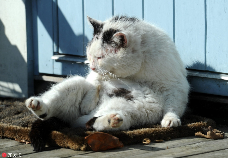 Chú mèo này không phụ cảnh xuân, ngay khi thấy nắng ấm, nó liền bước nhẹ ra khỏi nhà và duỗi chân, duỗi tay nằm phơi nắng, gật gù tận hưởng khoảng thời gian thoải mái.