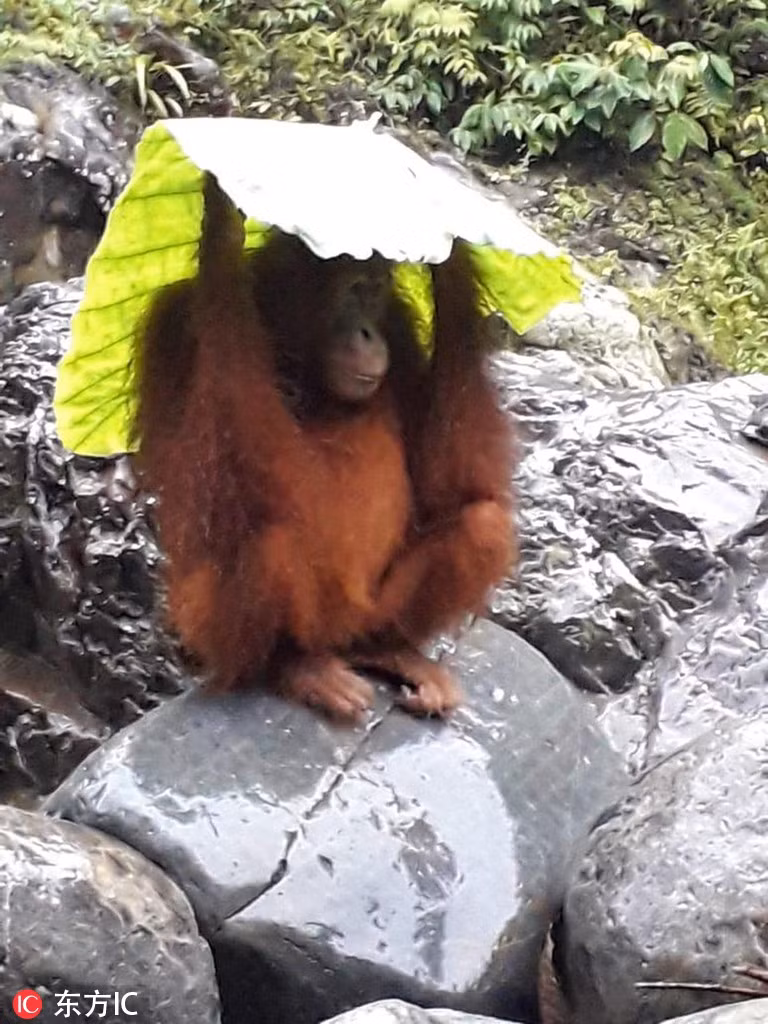 Bat ngo duoi uoi cuc thong minh, tro tai tranh mua