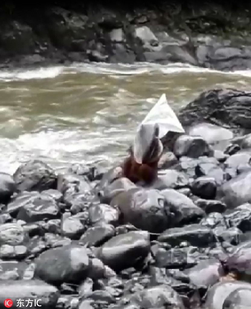 Bat ngo duoi uoi cuc thong minh, tro tai tranh mua-Hinh-6