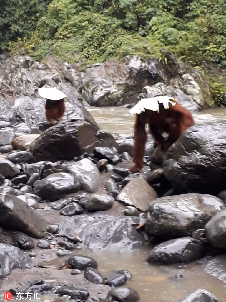 Bất ngờ đười ươi cực thông minh, trổ tài tránh mưa - Hình 5 Bat ngo duoi uoi cuc thong minh, tro tai tranh mua-Hinh-5