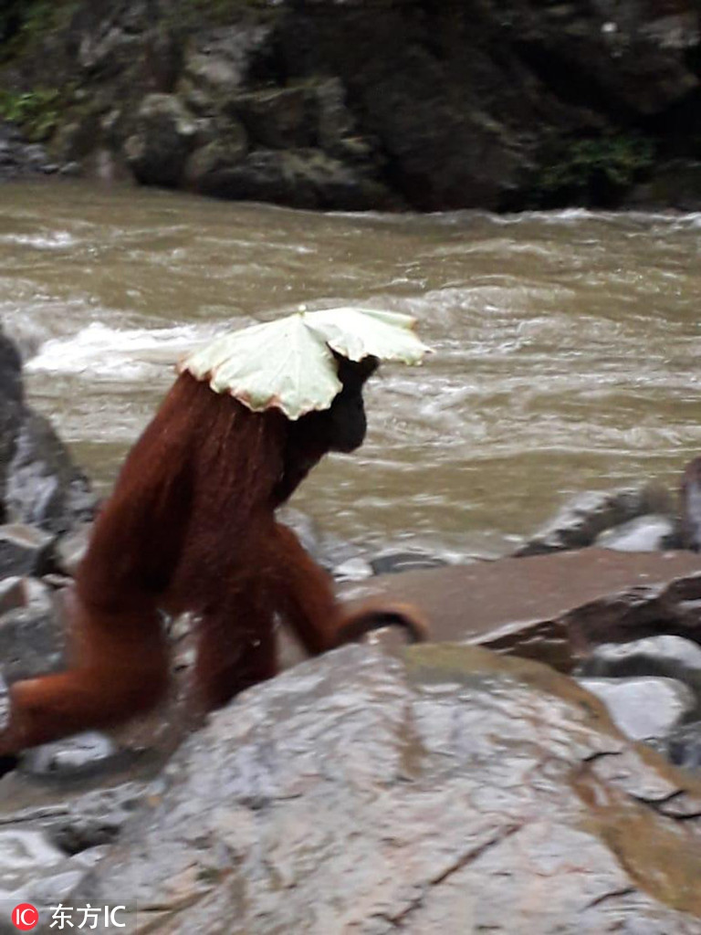 Bat ngo duoi uoi cuc thong minh, tro tai tranh mua-Hinh-3