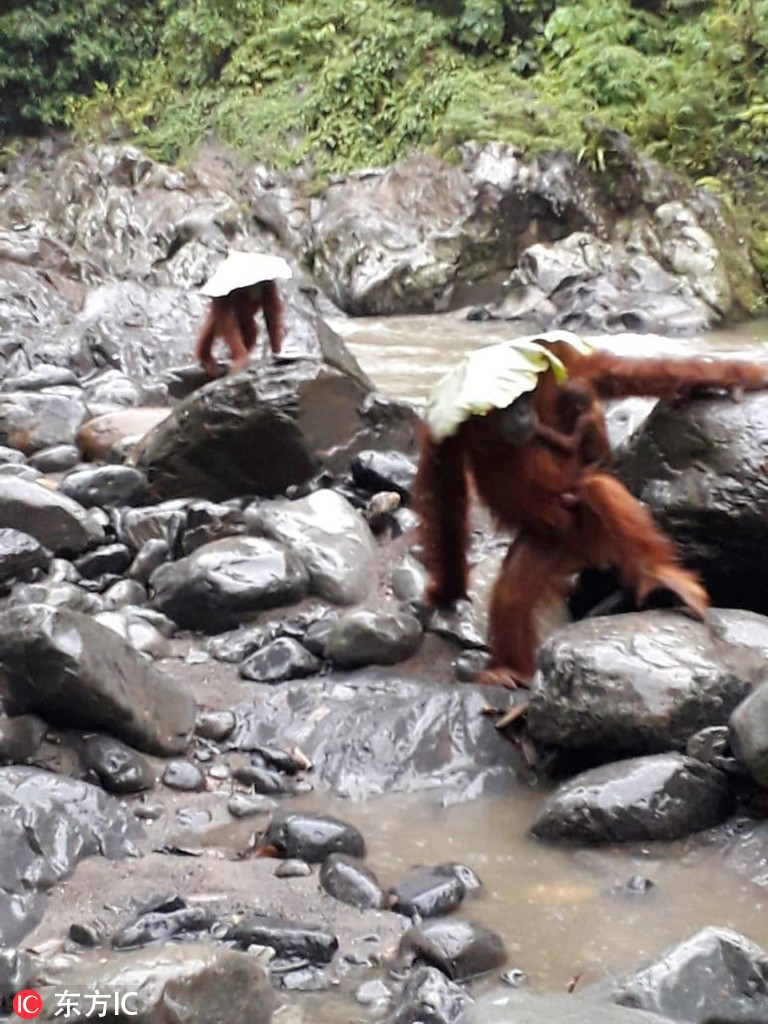 Bat ngo duoi uoi cuc thong minh, tro tai tranh mua-Hinh-2
