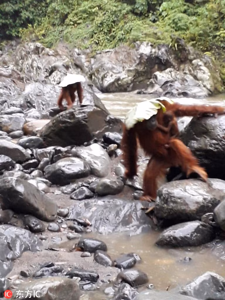 Bất ngờ đười ươi cực thông minh, trổ tài tránh mưa - Hình 2 Bat ngo duoi uoi cuc thong minh, tro tai tranh mua-Hinh-2