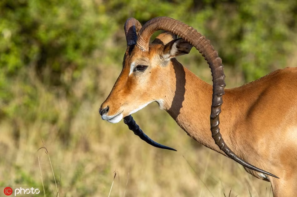 Linh dương có cặp sừng “bị tan chảy" kỳ quặc - Hình 2 Linh duong co cap sung “bi tan chay