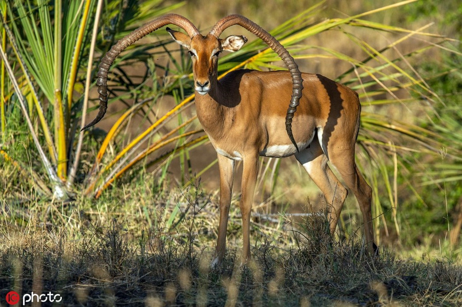 Linh duong co cap sung “bi tan chay