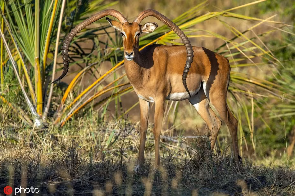 Linh dương có cặp sừng “bị tan chảy" kỳ quặc - Hình 3 Linh duong co cap sung “bi tan chay