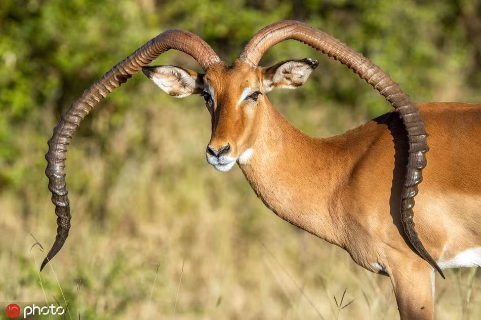 Linh duong co cap sung “bi tan chay