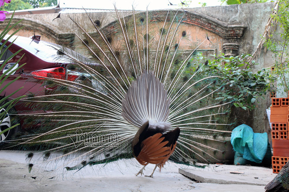 Trong dân gian, có nhiều câu nói về công, xem công như là đại diện cho sự cao quý như "Con công ăn lẫn với gà. Rồng kia, rắn nọ, coi đà sao nên". Hay "Tập tầm vông/ Con công hay múa/ Nó múa làm sao/ Nó rụt cổ vào/ Nó xoè cánh ra..."