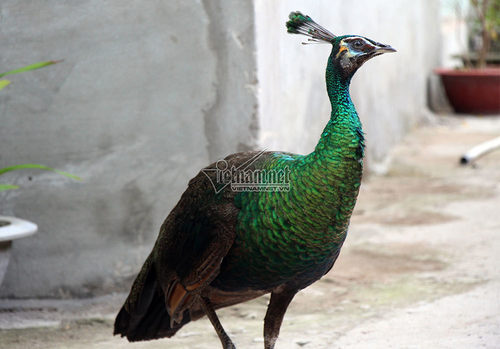 Con mái, gần giống con trống nhưng không có mào đầu, không có lông trang hoàng. Lông đuôi con mái thường ngắn và có viền nâu.